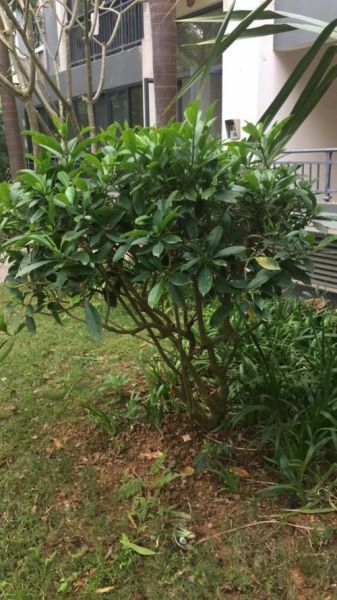 非洲茉莉怎么修剪「非洲茉莉怎么修剪才好看」