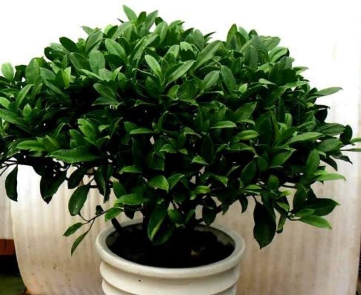 非洲茉莉盆景怎么养「非洲茉莉盆景怎么养护」
