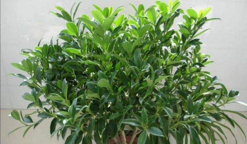 非洲茉莉盆景怎么养「非洲茉莉盆景怎么养护」