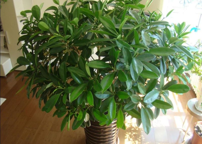 非洲茉莉盆景怎么养「非洲茉莉盆景怎么养护」