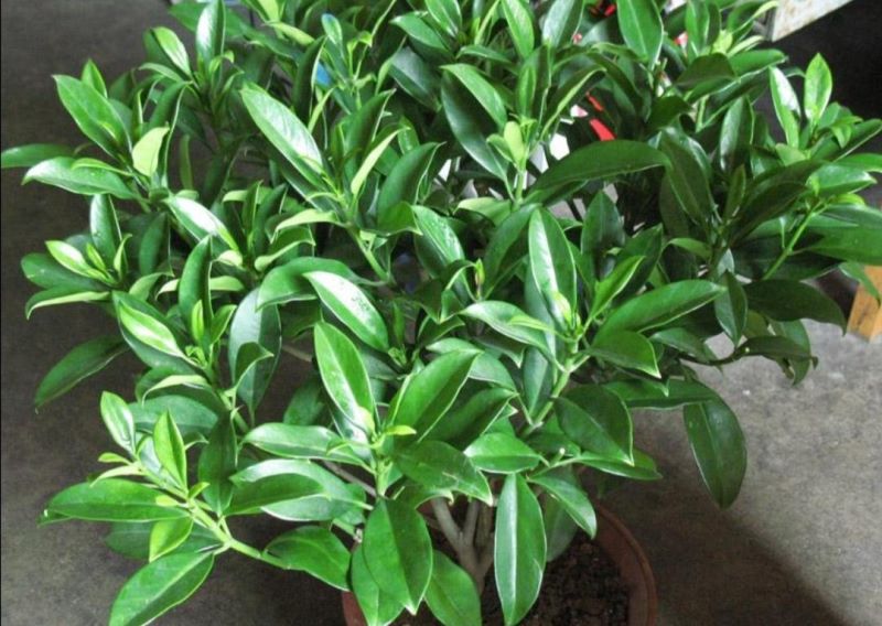 非洲茉莉盆景怎么养「非洲茉莉盆景怎么养护」