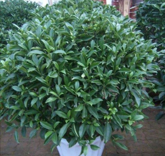 非洲茉莉盆景怎么养「非洲茉莉盆景怎么养护」