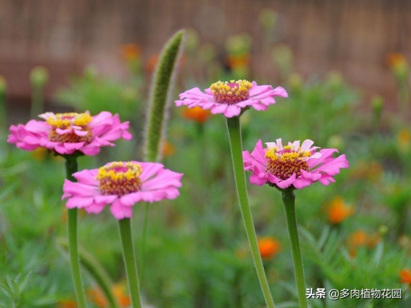 非洲菊种植方法和时间「非洲菊种植方法和时间视频」