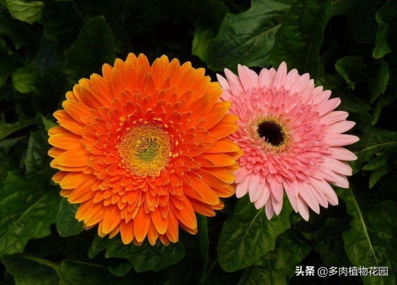 非洲菊种植方法和时间「非洲菊种植方法和时间视频」