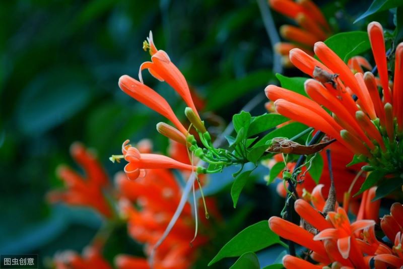 鞭炮花花期多长时间「鞭炮花花期多长时间开花」