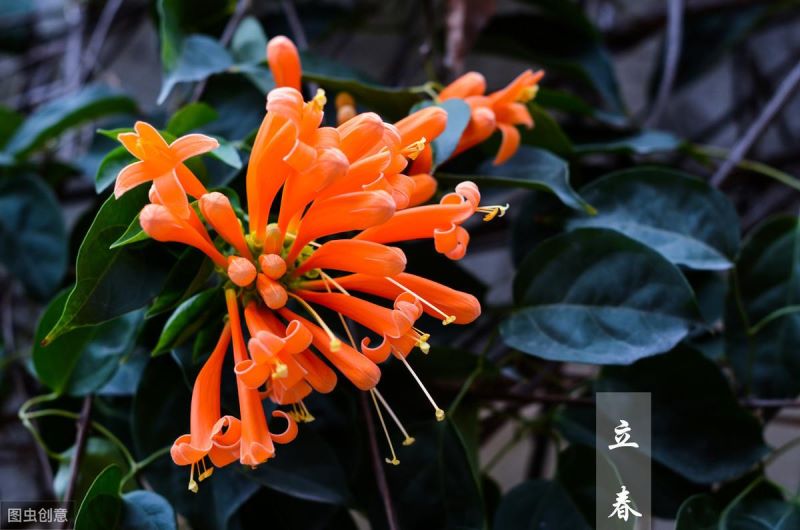 鞭炮花花期多长时间「鞭炮花花期多长时间开花」