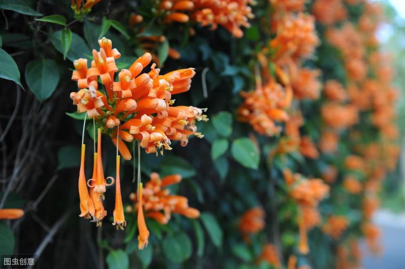 鞭炮花花期多长时间「鞭炮花花期多长时间开花」