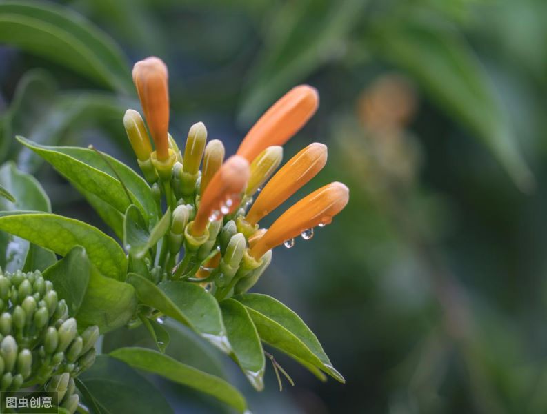 鞭炮花花期多长时间「鞭炮花花期多长时间开花」