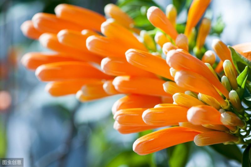 鞭炮花花期多长时间「鞭炮花花期多长时间开花」