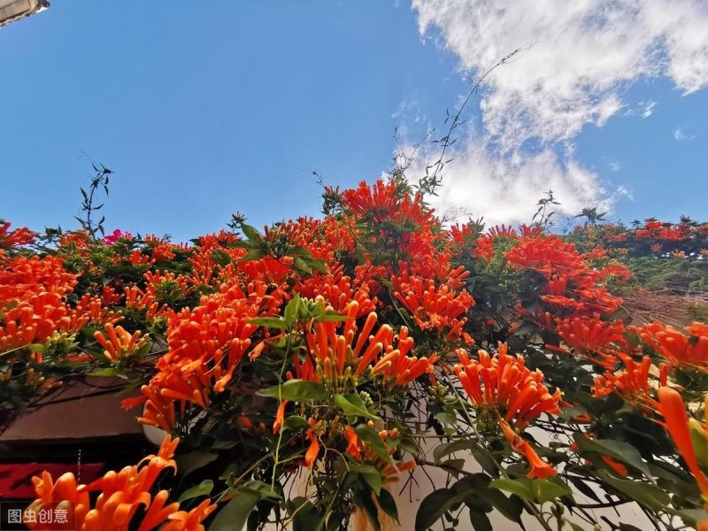 鞭炮花花期多长时间「鞭炮花花期多长时间开花」