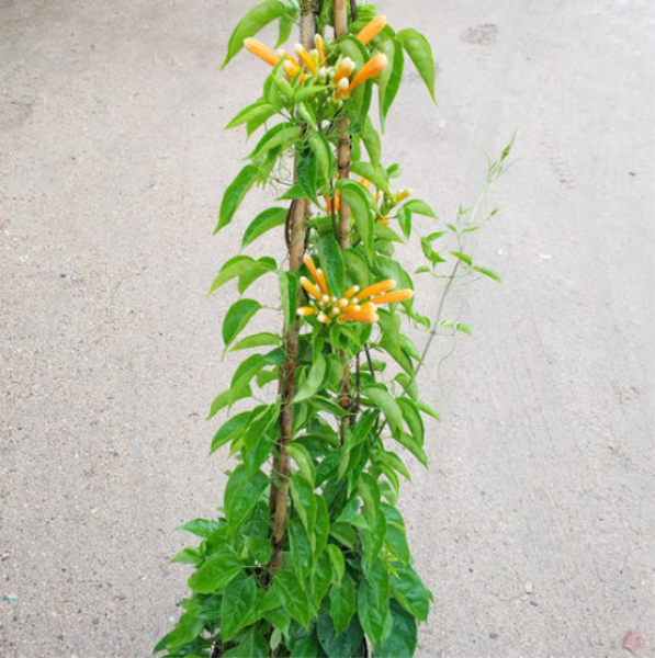 鞭炮花花期多长时间「鞭炮花花期多长时间开花」