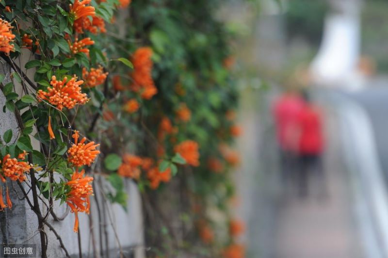 鞭炮花花期多长时间「鞭炮花花期多长时间开花」