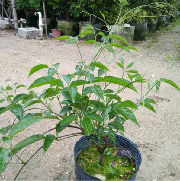 鞭炮花花期多长时间「鞭炮花花期多长时间开花」