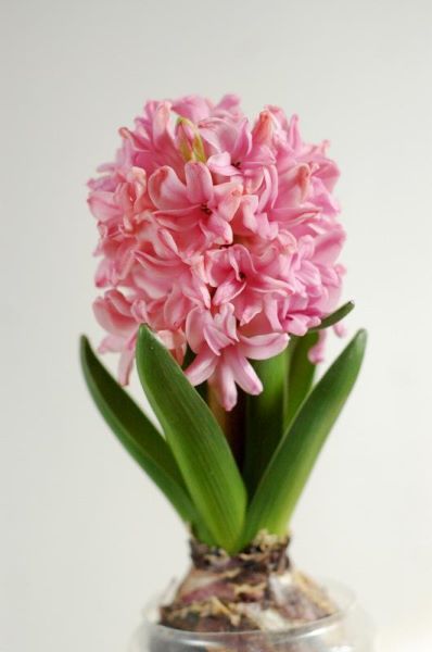 风信子开花后怎样处理「风信子开花后怎样处理视频」