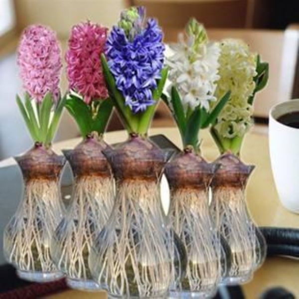 风信子开花后怎样处理「风信子开花后怎样处理视频」