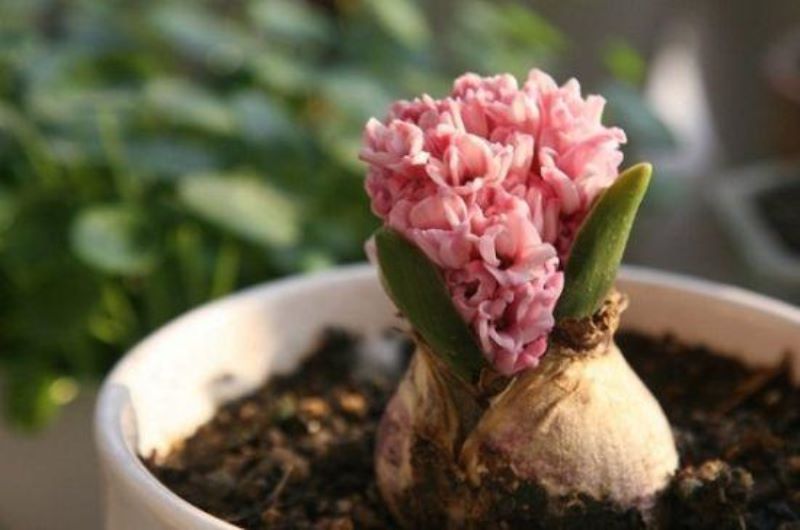 风信子开花后怎样处理「风信子开花后怎样处理视频」