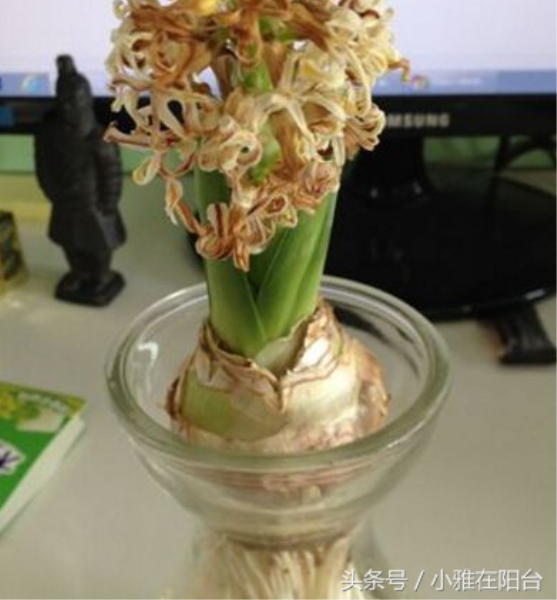 风信子开花后的养殖方法是什么「风信子开花后的养殖方法是什么呢」