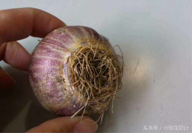 风信子开花后的养殖方法是什么「风信子开花后的养殖方法是什么呢」