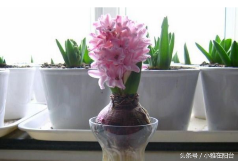 风信子开花后的养殖方法是什么「风信子开花后的养殖方法是什么呢」