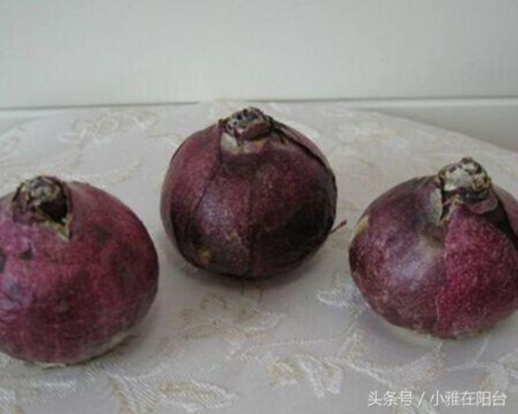 风信子开花后的养殖方法是什么「风信子开花后的养殖方法是什么呢」