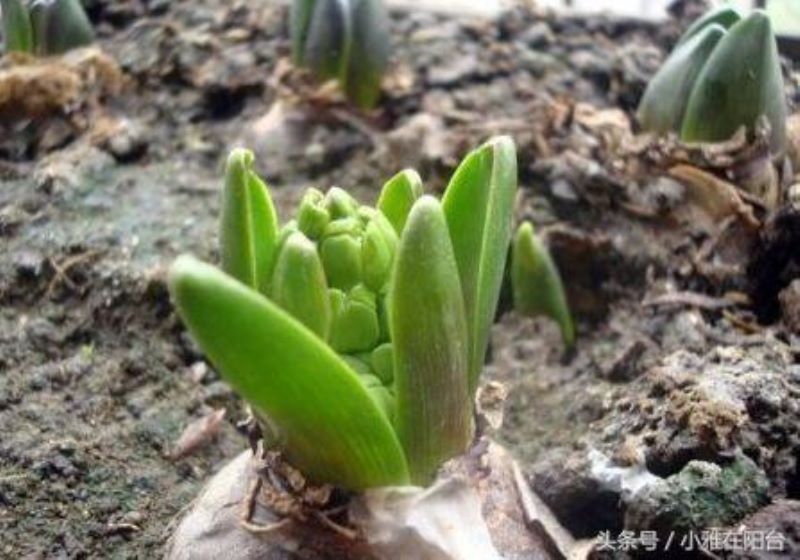 风信子开花后的养殖方法是什么「风信子开花后的养殖方法是什么呢」