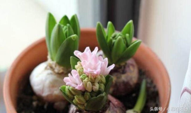 风信子开花后的养殖方法是什么「风信子开花后的养殖方法是什么呢」