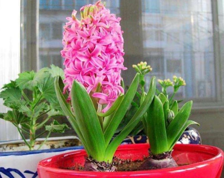 风信子球怎么种植「风信子球怎么种植方法」