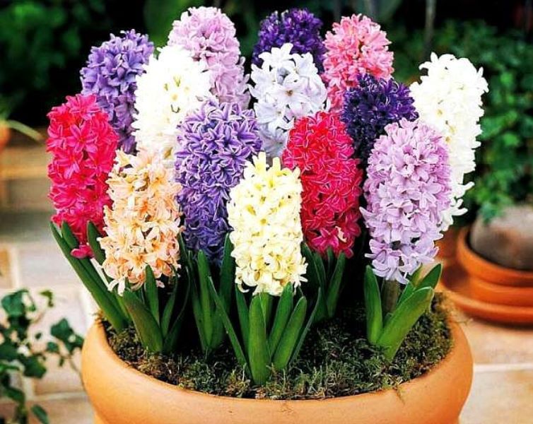 风信子的花期有多长「风信子的花期有多长时间」