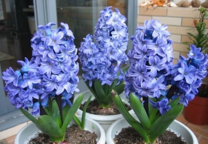 风信子的花期有多长「风信子的花期有多长时间」