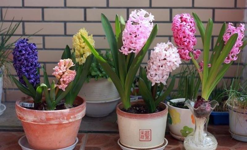 风信子的花期有多长「风信子的花期有多长时间」