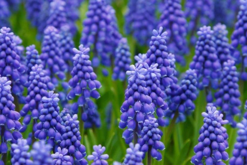 风信子花室内养有毒吗「风信子花室内养有毒吗怎么养」