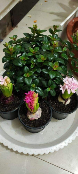 风信子花有毒吗「风信子花有毒吗-可以在室内养吗-」