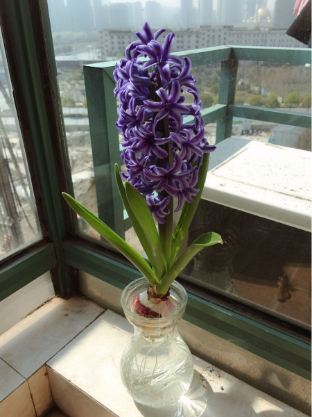 风信子花有毒吗「风信子花有毒吗-可以在室内养吗-」