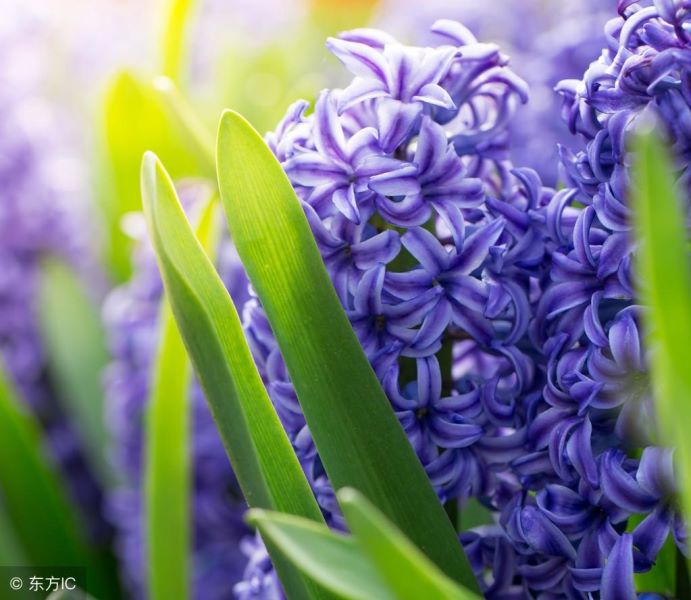 风信子花期过后怎么办「风信子花期过后怎么办才能开花」
