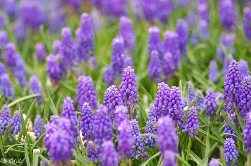 风信子花期过后怎么办「风信子花期过后怎么办才能开花」