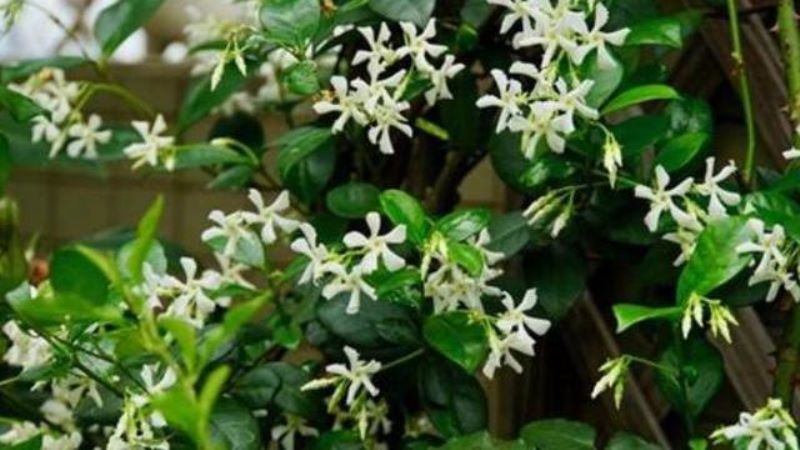 风车茉莉怎么扦插「风车茉莉怎么扦插繁殖」