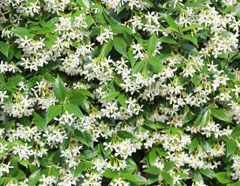 风车茉莉的修剪方法图解「风车茉莉的修剪方法图解大全」