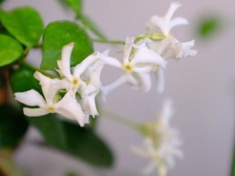 风车茉莉花期多长时间「风车茉莉花期多长时间喜阴喜阳」