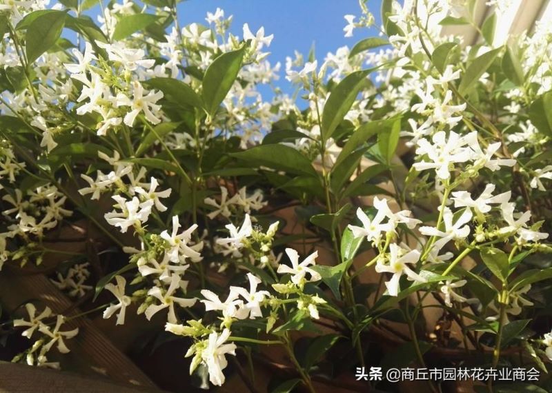 风车茉莉花期有多长「风车茉莉花期有多长时间」