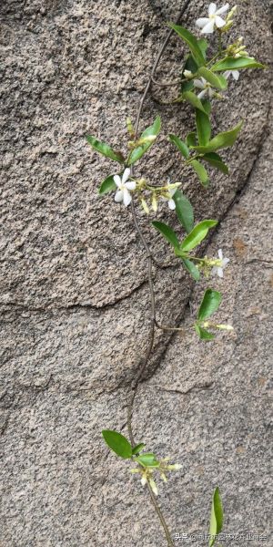 风车茉莉花期有多长「风车茉莉花期有多长时间」