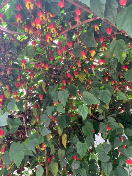 风铃花怎么养活「风铃花怎么养活的」