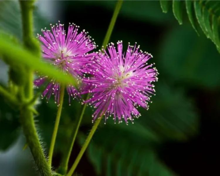 风铃花花语含义及其传说「风铃花花语含义及其传说故事」