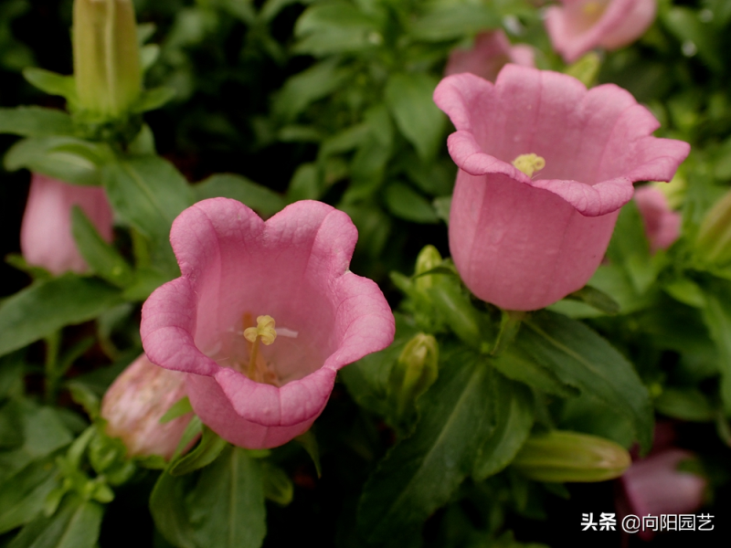 风铃花适合什么季节种植「风铃花适合什么季节种植呢」