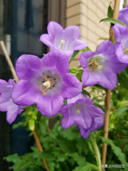 风铃花适合什么季节种植「风铃花适合什么季节种植呢」