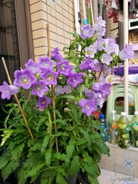 风铃花适合什么季节种植「风铃花适合什么季节种植呢」