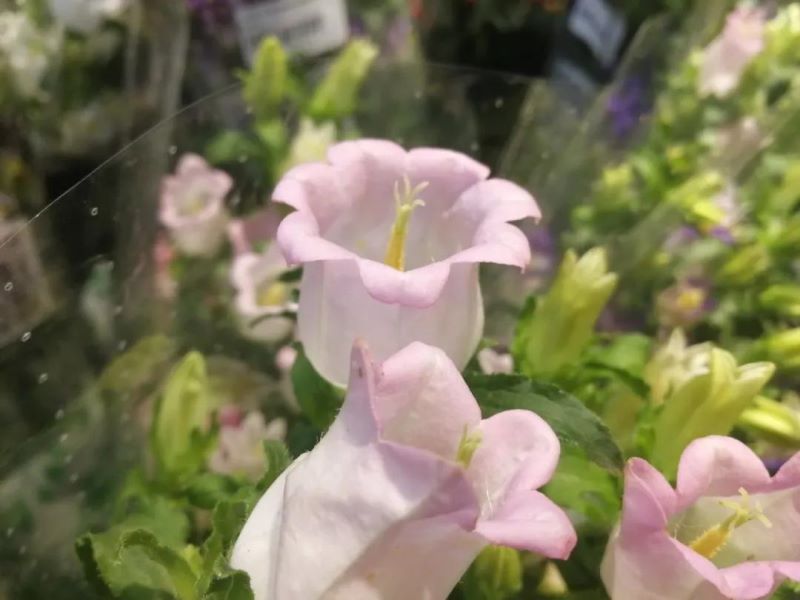 风铃草有什么品质「风铃草有什么品质的简写10字」