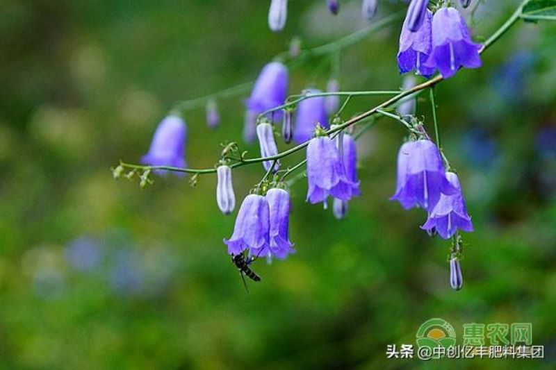 风铃草的花语和寓意是什么「风铃草的花语和寓意是什么呢」