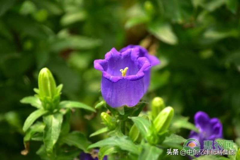 风铃草的花语和寓意是什么「风铃草的花语和寓意是什么呢」