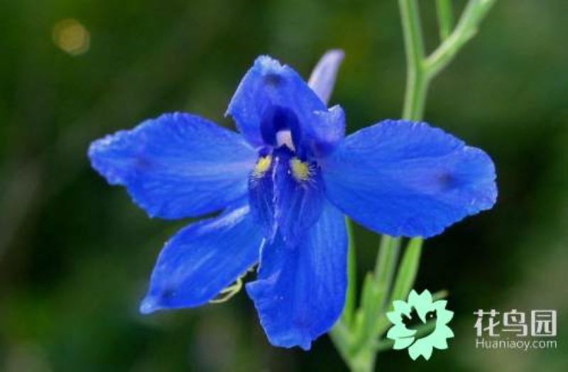 飞燕草怎么种植「飞燕草怎么种植方法」