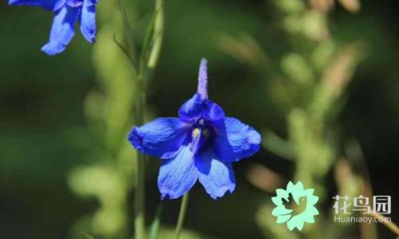 飞燕草怎么种植「飞燕草怎么种植方法」